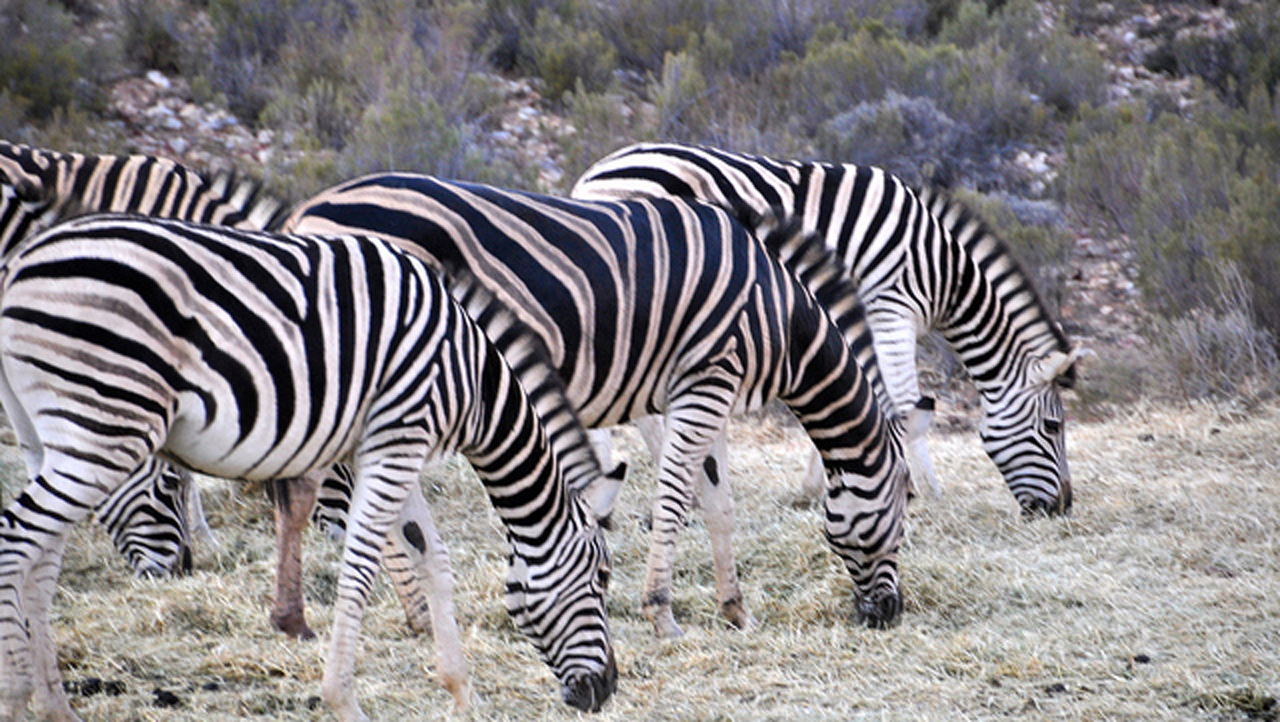 RGB query scene containing zebras for the few-shot recognizer