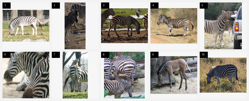 Ten zebra support examples used by the few-shot recognizer
